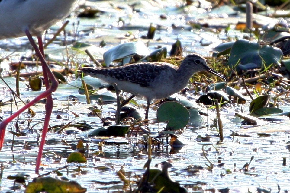 Wood Sandpiper (Tringa glareola)